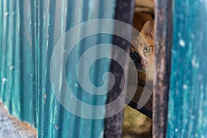 Red cat lying on the wood. Selective Focus.