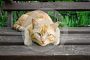 Red cat is lying on a wooden bench. green-eyed cat looks at the camera