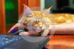 Red cat of Maine Coon breed sleeping on human hand with computer mouse on table near laptop at home. Freelance, work from home,