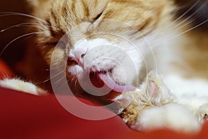 The red cat Maine Coon licks his paw. Closeup, selective focus