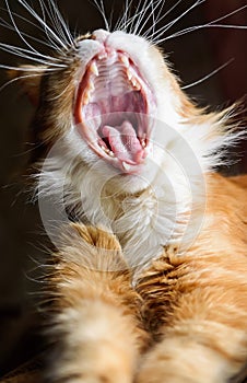 Red cat Maine Coon yawns