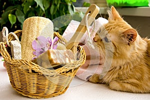 Red cat near a basket for bathroom, pumice, luff, alstroemeria