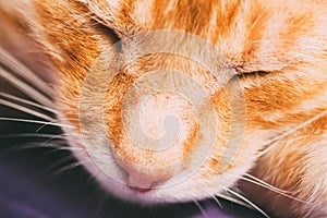 Red Cat Nose Close Up