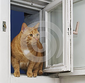 Red cat at an open window