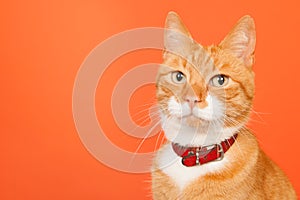 Red cat on orange background