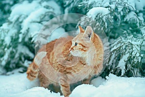 Red cat outdoors in snowy winter