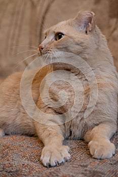 red cat with peach hue with frozen ears