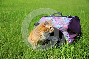 Red cat in pet carrier