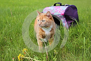 Red cat in pet carrier