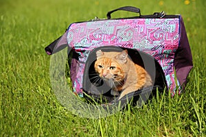 Red cat in pet carrier