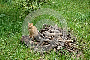 Red cat on pile of cut wood