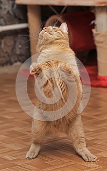 Red cat playing