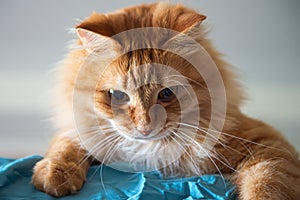 Red cat playing on the bed with blue bedsheet. look down. selective focus