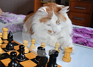 Red cat playing chess, pieces on the Board