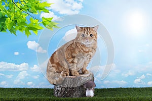 Red cat playing on grass