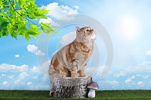 Red cat playing on grass