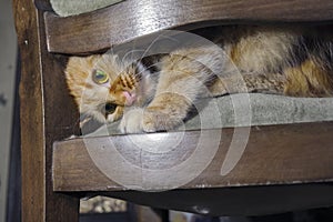 Red cat playing and hiding