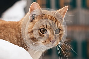 Red cat portrait. Close up cat image.