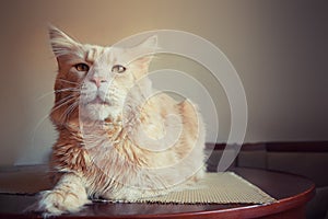 Red cat portrait sitting on a table at home.Close-up Red Maine Coon Cat . Maine Coon cat on a brown background of red marbled