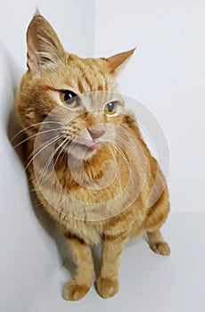 Red cat portrait on the white background