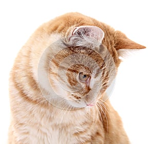 Red cat portrait on white background