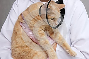 A red cat in a protective collar at the vet. Examination and treatment of pets