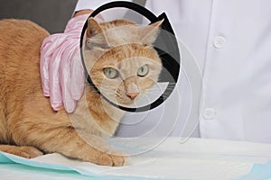 A red cat in a protective collar at the vet. Examination and treatment of pets