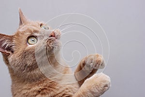 The red cat raised both front paws