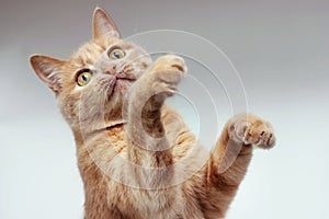 The red cat raised both front paws