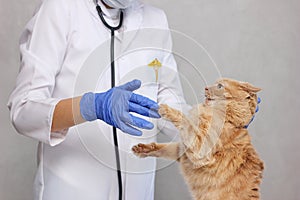 A red cat resisting the vet. In a veterinary clinic. Examination and treatment of pets