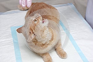 A red cat resisting the vet. In a veterinary clinic. Examination and treatment of pets