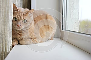 Red cat resting on the windowsill near the curtain