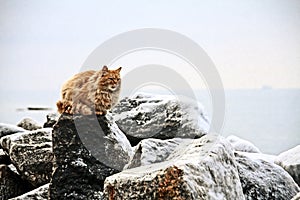 Red cat on a rock