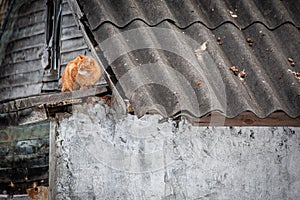 A red cat on the roof of an old village house.