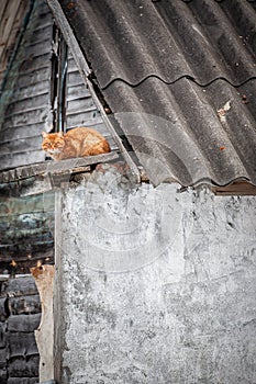 A red cat on the roof of an old village house.