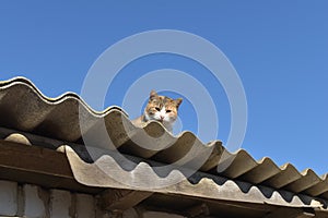 Red cat on the roof