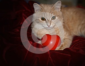 Red cat with rubber toy heart