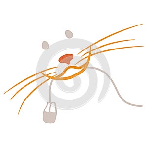 Red cat's smile and computer mouse