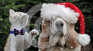 Red cat and santa hat dog in snow