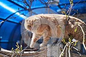 A red cat with a scared face crawling on the fence