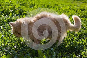 A red cat with scars on his back and torn shreds of wool heals wounds in the grass under the rays of the spring sun.