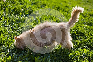 A red cat with scars on his back and torn shreds of wool heals wounds in the grass under the rays of the spring sun.