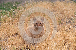 A red cat sits among brown spikelets of wild grasses. A street cat in the middle of a mouse or false barley. The cat is sick with