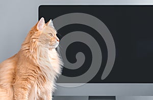Red cat sits on a desktop against a computer background.