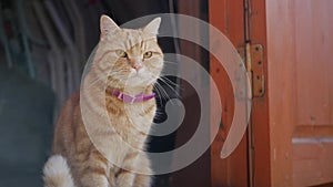 Red cat sits at the front door of a country house. Cat plays outside