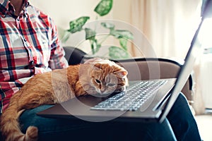 Red cat sits on the hands of a freelancer near the laptop