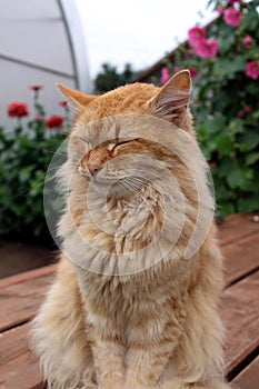 Red cat sits and looks calmly with his eyes closed