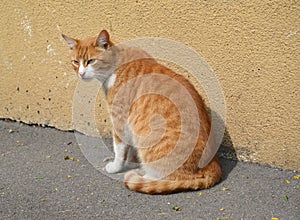 Red cat sits near the wall of the house