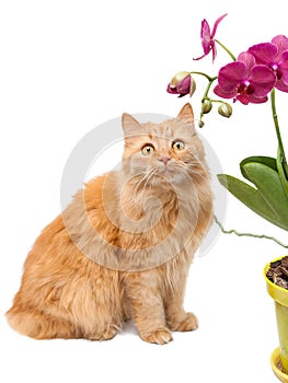 A red cat sits next to a beautiful pink orchid in a yellow pot and looks at it.