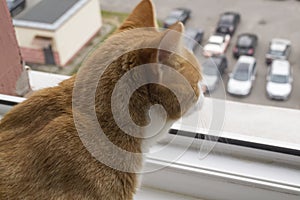 Red cat sits on a rug at the window and looks outside from the window